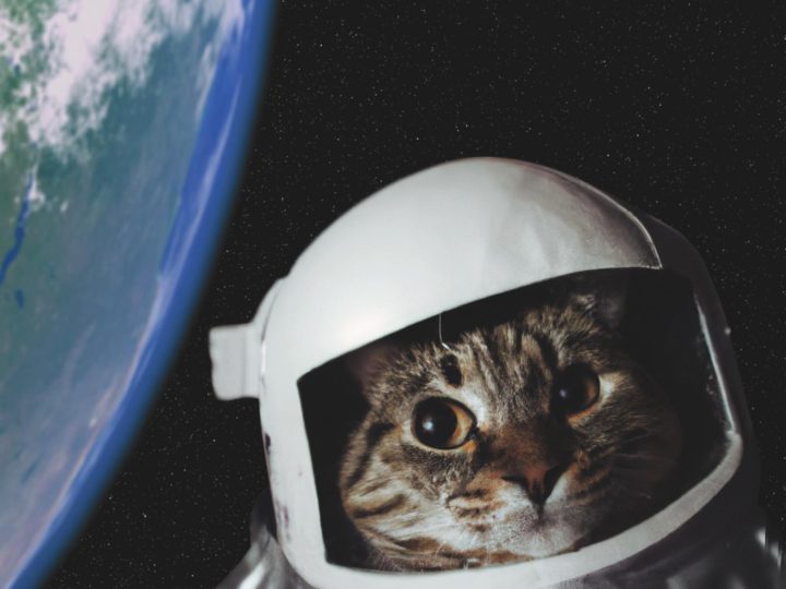 El video de un gato en lo profundo del espacio? ¡Sí, es la nueva apuesta científica de la NASA!