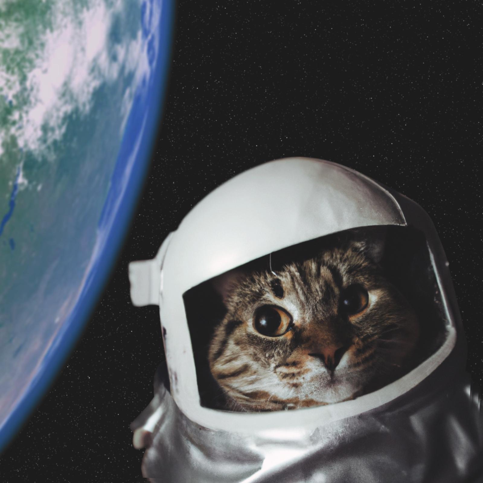 El video de un gato en lo profundo del espacio? ¡Sí, es la nueva apuesta científica de la NASA!