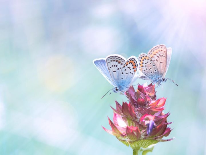 Calentamiento global transforma las mariposas: estudio muestra una reducción de las manchas – descubre por qué.