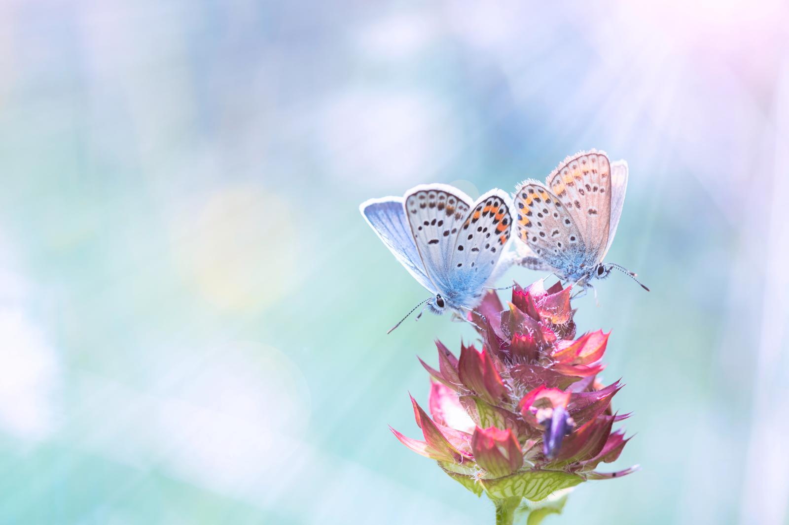 Calentamiento global transforma las mariposas: estudio muestra una reducción de las manchas – descubre por qué.